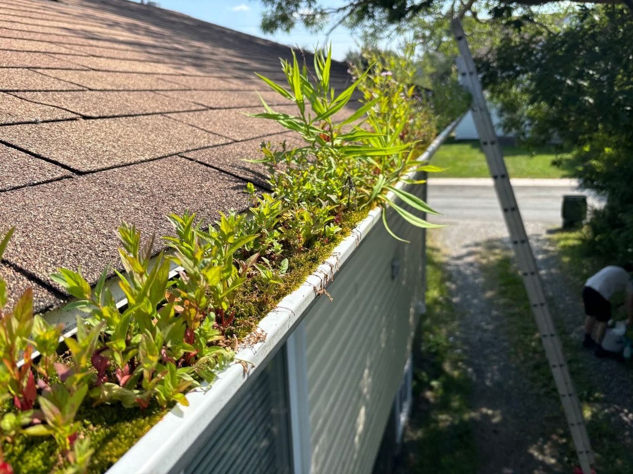 Gutter before cleaning